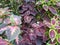 ColeusÂ is a formerÂ genusÂ ofÂ flowering plantsÂ in theÂ familyÂ Lamiaceae.